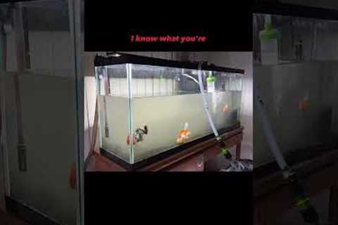 FILTHY goldfish tank cleaning