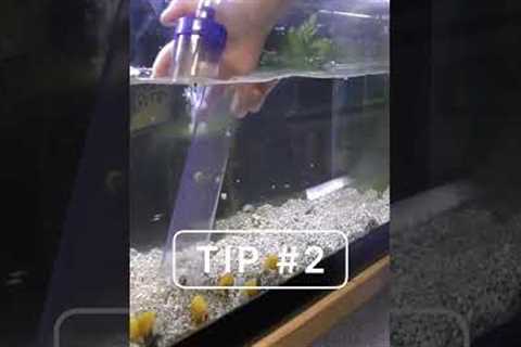 Two tips to clean your aquarium like a PRO!