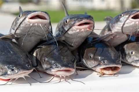 Saltwater CATFISH! Catch Clean Cook- Po' Boy Fish Sandwich!