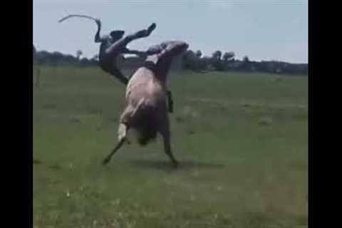 Guy does insane 360 on an uncontrolled horse