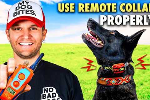 E collar training for beginners/How to train a dog using the remote collar!