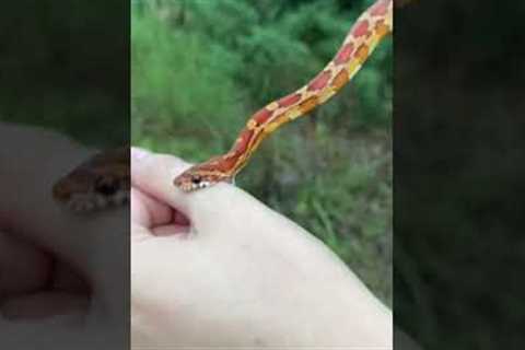 ‼️HARMLESS, NONVENOMOUS CORN SNAKE. Bites are often dramatized by the media! Didn’t even break skin!