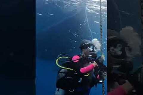 Scuba Diving Tip #32👂🤿How To Clear Tour Ears #sailingbyefelicia