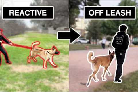 How I took this dog from REACTIVE to fully OFF-LEASH (4-Step Process)