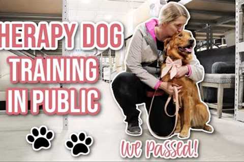 Certified Therapy Dog Test Prep