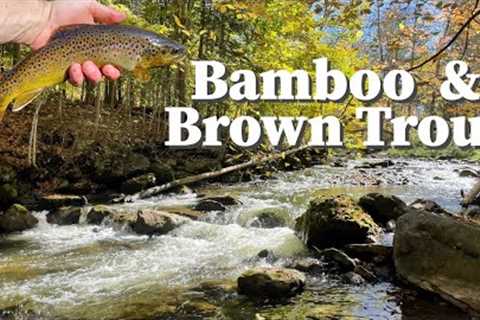 This Stream is Amazing in the Fall !! -  Fly Fishing Central, NY