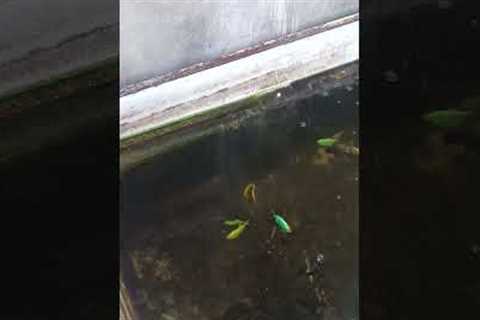 feeding time... #newbie #fish #fishhobbyist #fishaquarium #hobbyist #fishing