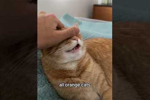Resetting your orange cat’s operating system