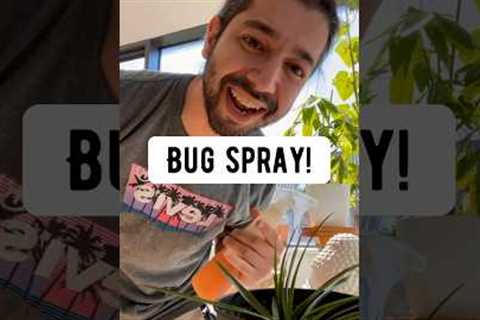 How to Make a Bug Spray for Plants | creative explained