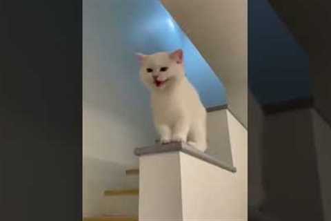 cat video#cat #catfancy#cutecat#nicecat