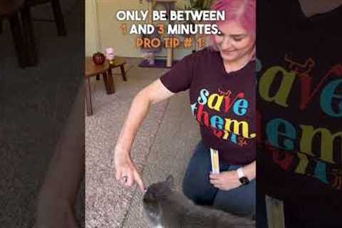 #HowTo Train Your #Cat ✨ targeting ✨