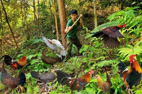 traces left by wild chickens, set traps, hunt at night, build shelters, survive alone