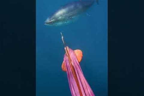 I thought Tuna only comes from sushi train… 🍣 #ejcadventures #tuna #spearfishing
