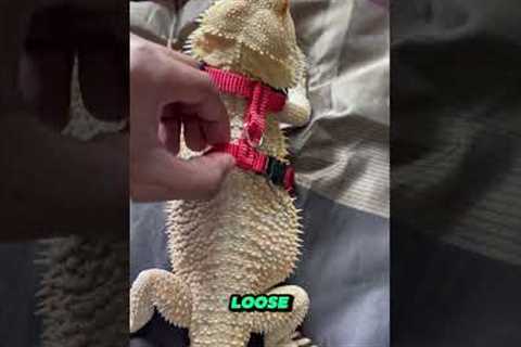 Trained Bearded Dragon #nature #reptiles #shorts #beardeddragon #lizard