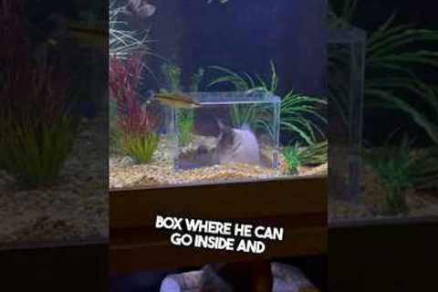 They built a fish tank for their cat 👏