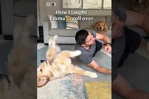 How I taught my puppy to roll over