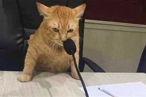 When you own a CAT with an IQ 200 😲Funny Cat Video 2024