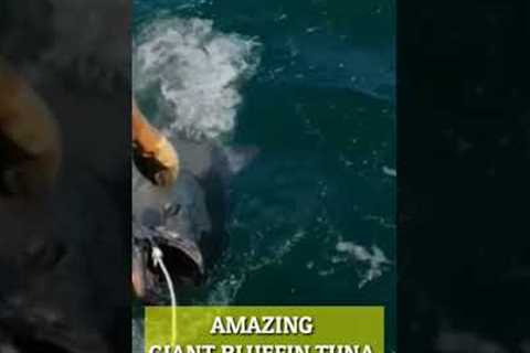 AMAZING GIANT BLUEFIN TUNA FISHING #shorts