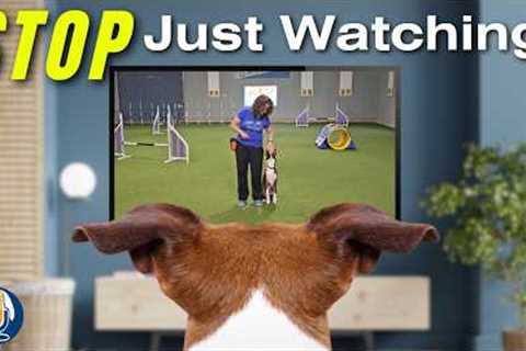 Stop Just Watching Dog Training Videos: Mastering Active Learning Instead! #289 #podcast