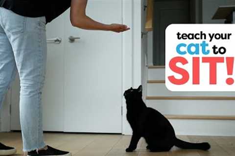 How To Train Your Cat To Sit