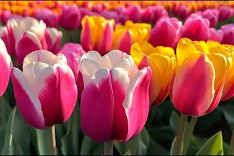 Relaxation Rhythms: Music to Quiet the Mind and Reduce Stress | Tulip🌷