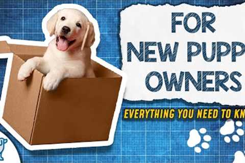 The PERFECT Puppy Training Blueprint