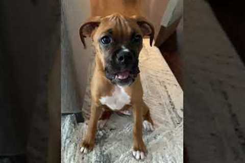 How to argue with a boxer puppy #shorts