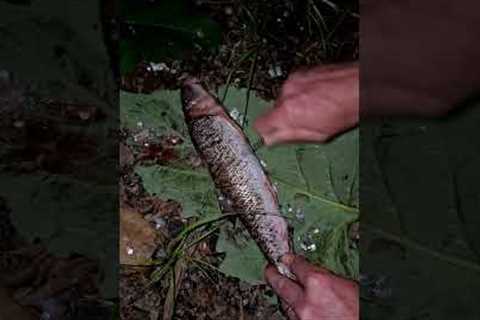 Sucker Fishing - Catch and Cook 🐟🏕