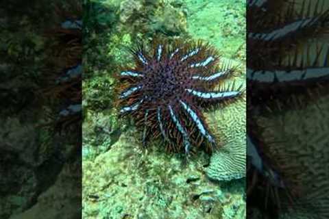 Diving For Venomous Starfish In Thailand