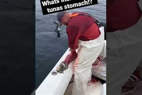 300lb tuna! #fishing #fishinglife #fishermen #angler #tunafishing #saltwaterfishing #bluefintuna