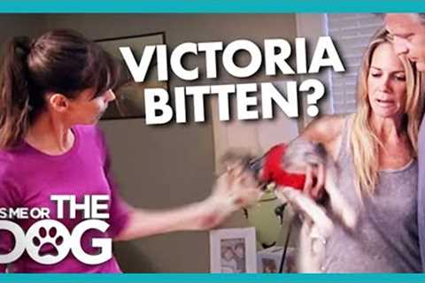Can 'Vicious' Family Dog Really be Tamed? | It's Me or the Dog