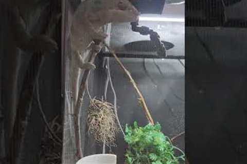#chameleon #animals #reptile #exotic #pets #clips #clip #petstore #camoflauge #cute #shortsvideo