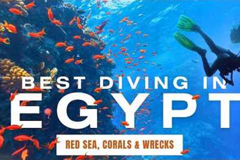 Diving in Egypt. Our Best Tips for Scuba Diving in the Red Sea!