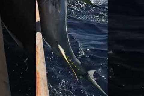 This is what long range tuna fishing looks like