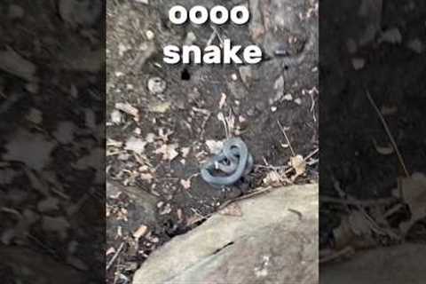 I flipped 7 rocks and found a venomous snake