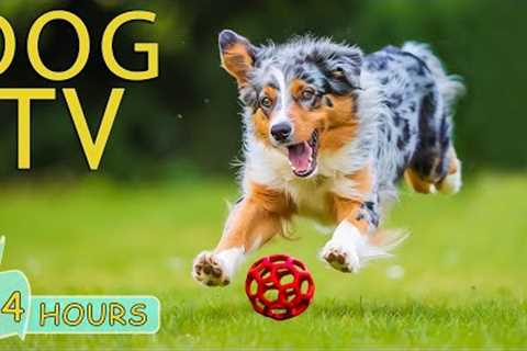 DOG TV for Dogs to Watch: Video Keep Your Dog Entertain When Home Alone - Best Music Anxiety for Dog