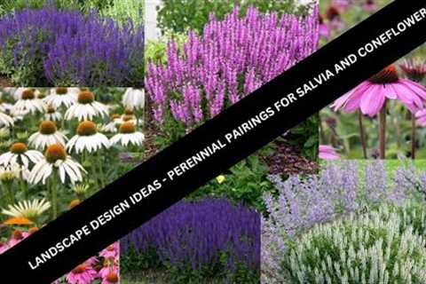 Landscape Garden Design Ideas -Salvia & Echinacea Perennial Parings