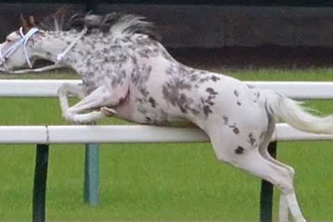 Horse racing accident | The most thrilling horse racing pictures