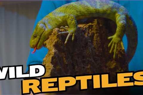 Wild Reptiles You've Never Heard Of!