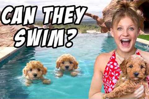 Teaching My PUPPIES To SWIM for the First Time!