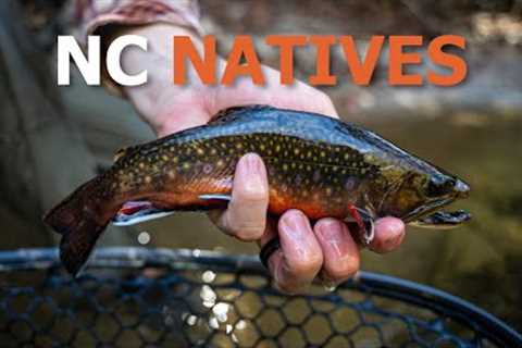 Fly Fishing in NC for WILD Trout (Hurricane Helene Update)