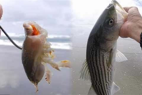 Best Fishing Bait!! You never know what you'll catch with these!