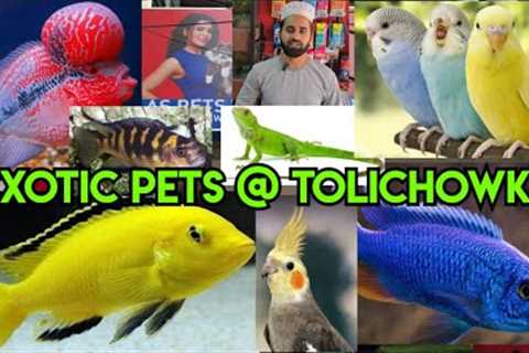 AS pet's World in Hyderabad Tolichowki | conure exotic bird's | exotic Fishe's | Aquarium &..