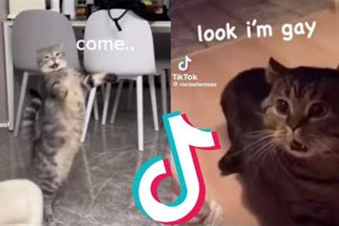 Funny Cats Speaking English Compilation!!!! (Pt. 1)