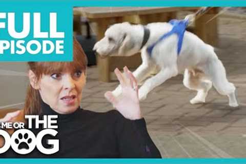 Bertie: The Attention Seeker | Full Episode | It’s Me or The Dog