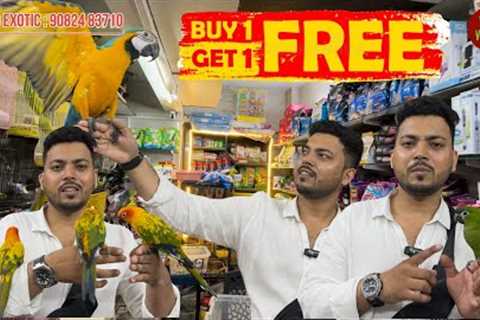 Buy one get one free offer wajid exotic pets jogeshwari #birds #exotic #mumbai