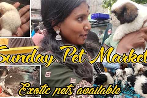 Broadway pet market Chennai || Broadway koli Market || sunday pet market in chennai | Malayalam vlog