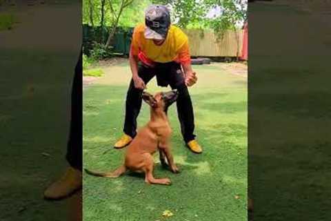 Belgian Malinois Puppy Training  | Basics Obedience | Basics Command | K9 Dog