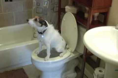 Potty Train Your Dog