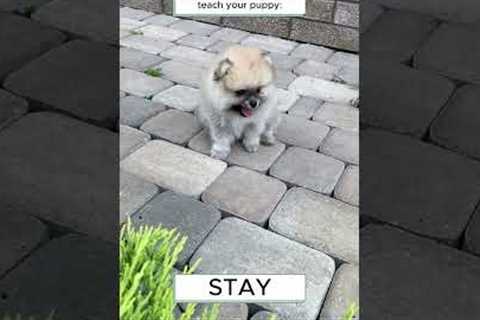 PUPPY TRAINING Houston TX | #dogtraininghouston #puppytraininghouston